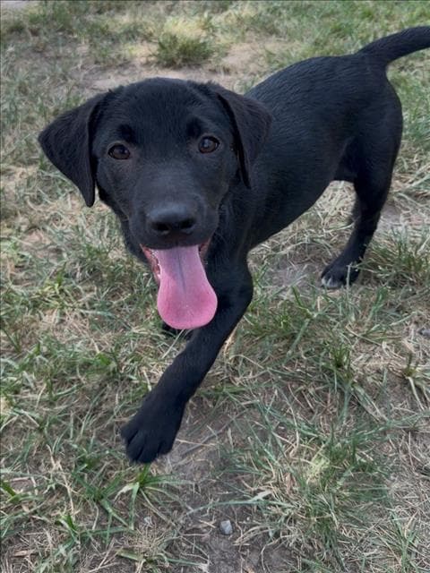Unknown - Labrador Retriever