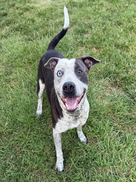 Unknown - Pit Bull Terrier