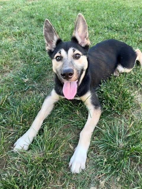 Silly - German Shepherd Dog