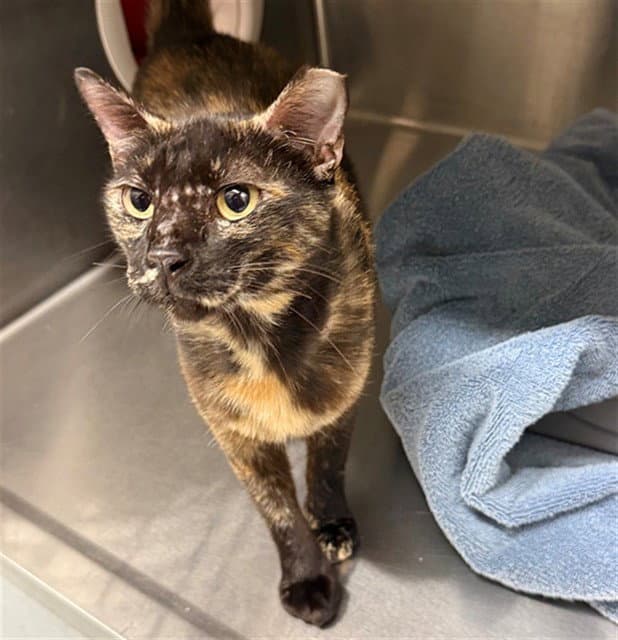 Patchouli - Domestic Short Hair