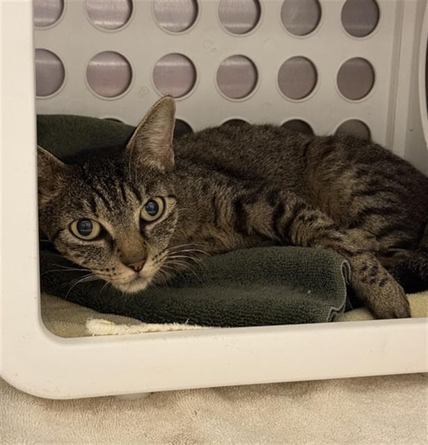 Madelyn - Domestic Short Hair
