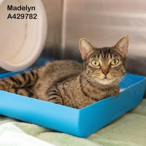 Madelyn - Domestic Short Hair