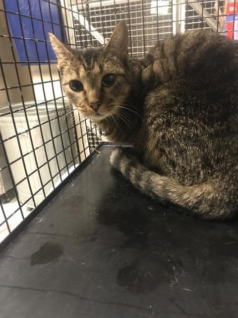 Bean - Domestic Short Hair
