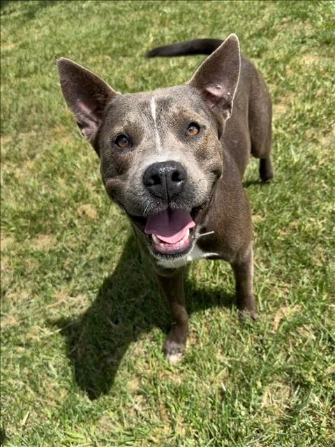 Unknown - American Pit Bull Terrier