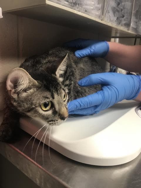Unknown - Domestic Short Hair