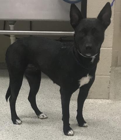 Unknown - Belgian Shepherd Malinois
