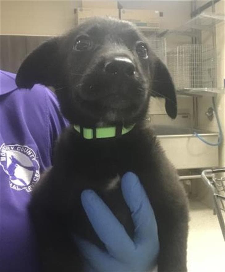 Unknown - Labrador Retriever