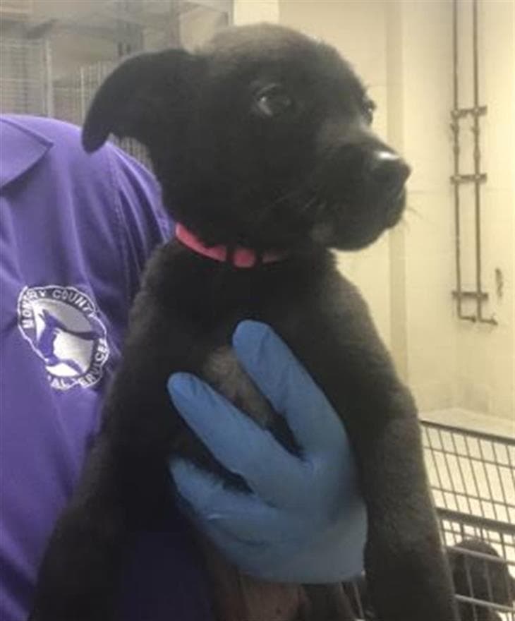 Unknown - Labrador Retriever