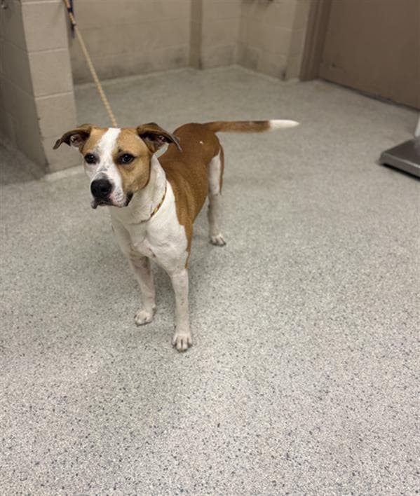 Unknown - Pit Bull Terrier
