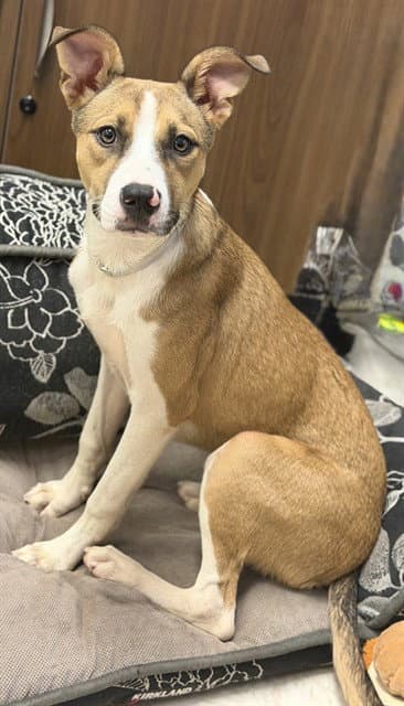 Lani - Staffordshire Bull Terrier