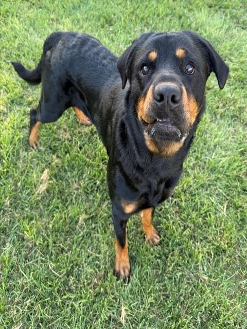 Chorus - Rottweiler