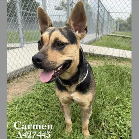 Carmen - American Pit Bull Terrier