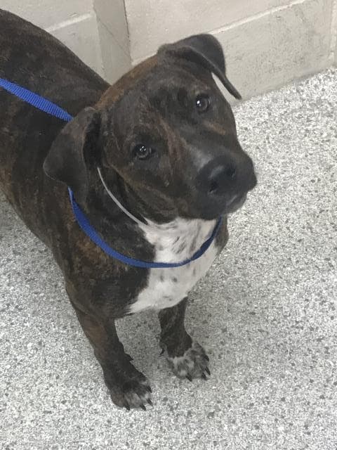Unknown - Pit Bull Terrier
