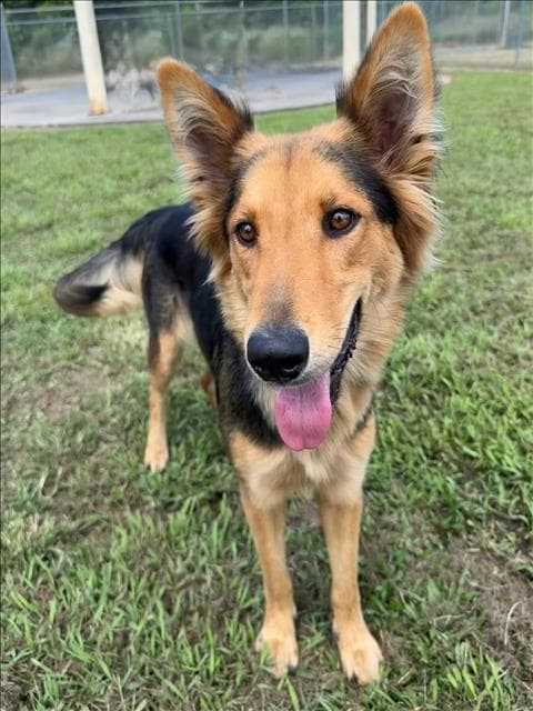 Unknown - German Shepherd Dog