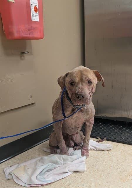 Slim - Pit Bull Terrier