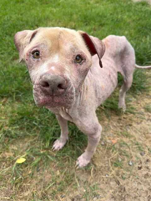 Slim - Pit Bull Terrier