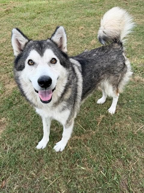 Luna - Husky