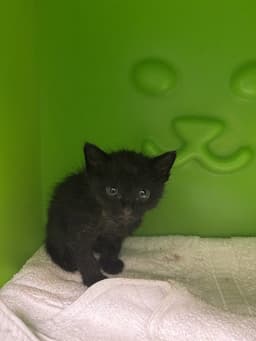 Binx image 1