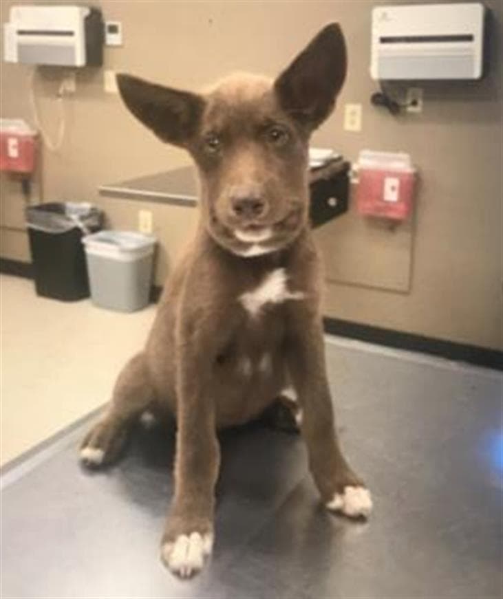 Bumble - Australian Cattle Dog/Blue Heeler