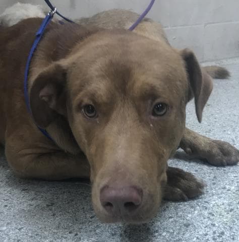 Unknown - Labrador Retriever