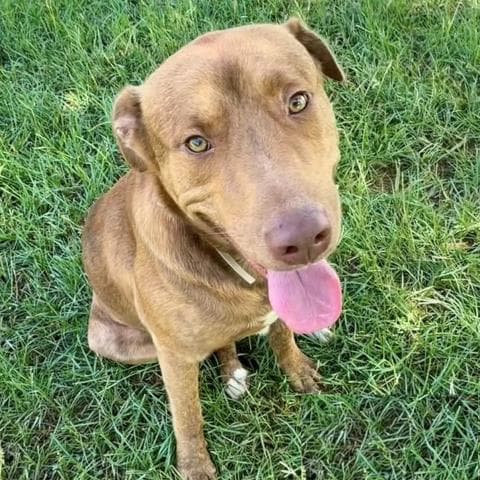 Unknown - Labrador Retriever