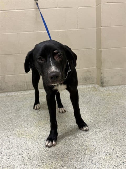 Unknown - Labrador Retriever