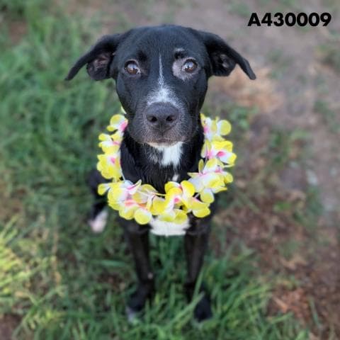 Unknown - Labrador Retriever