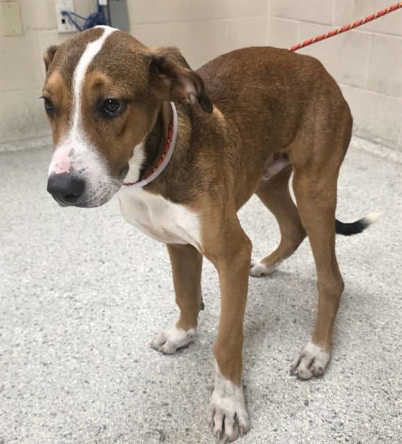 Unknown - Beagle