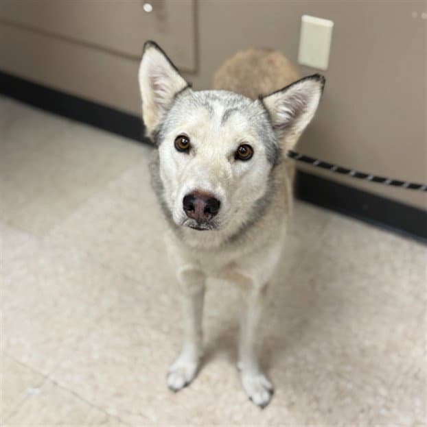 Lunaria - Siberian Husky
