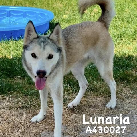 Lunaria - Siberian Husky
