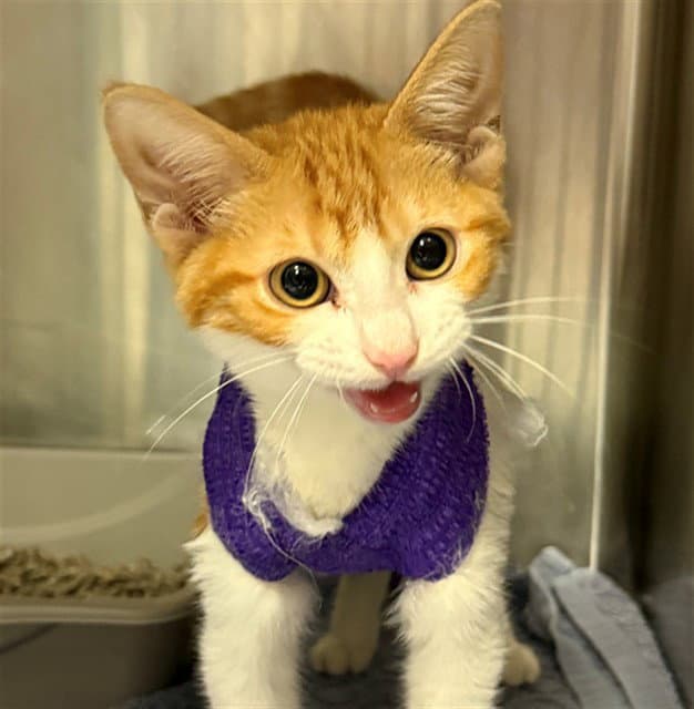 Ruffles - Domestic Short Hair