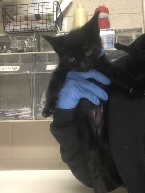 Unknown - Domestic Short Hair