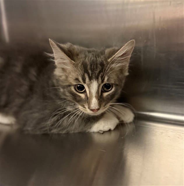 Croissant - Domestic Long Hair