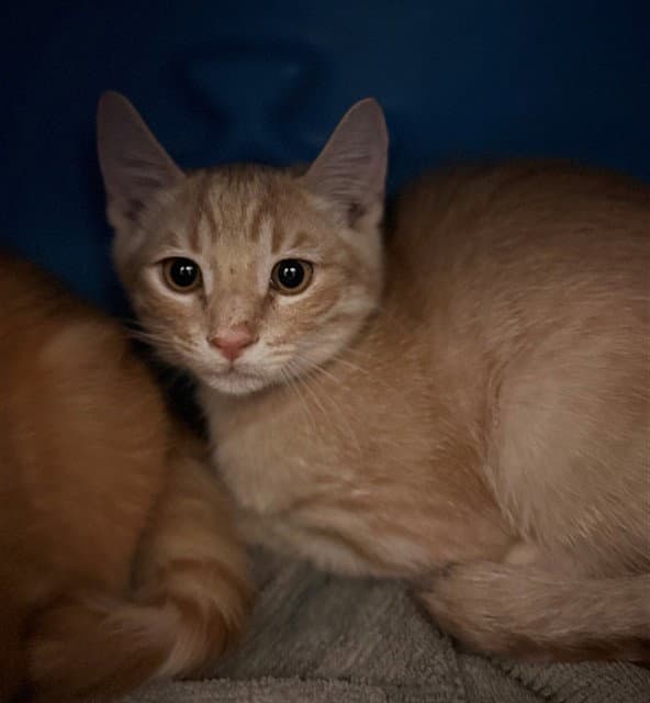 Bagel - Domestic Short Hair
