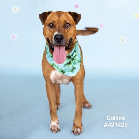 Collins - Mastiff