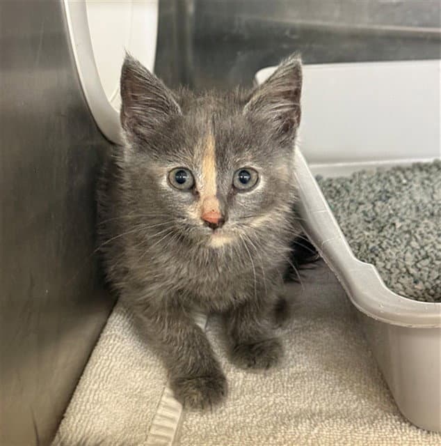 Takis - Domestic Short Hair