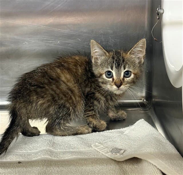 Chili - Domestic Short Hair