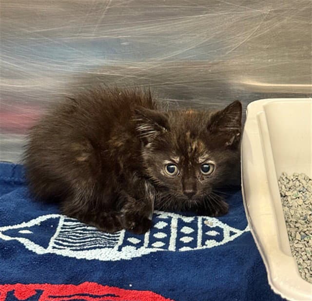 Paprika - Domestic Short Hair