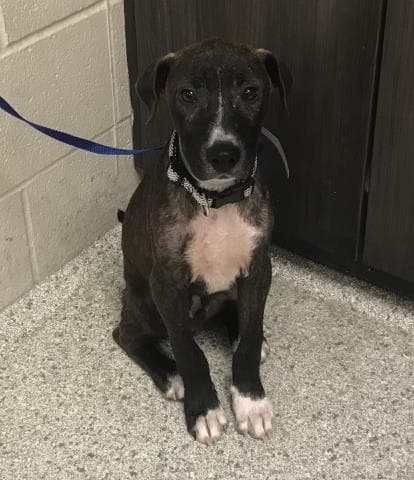 Elliot - Black Mouth Cur