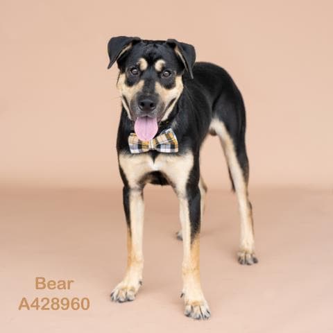 Bear - Labrador Retriever