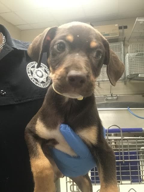 Bud - Doberman Pinscher