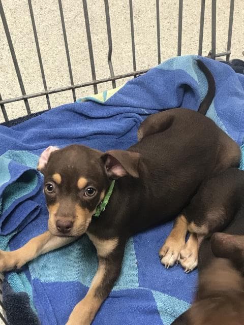 Bestie - Doberman Pinscher