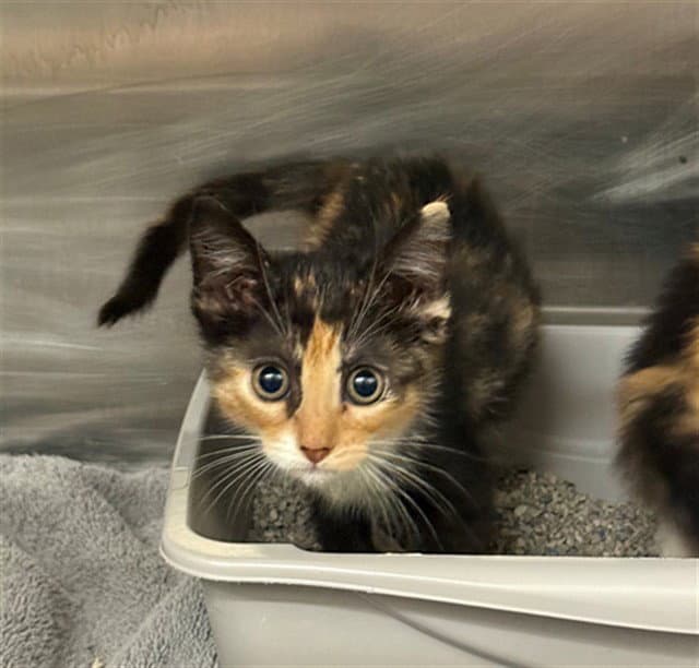 Prima - Domestic Short Hair