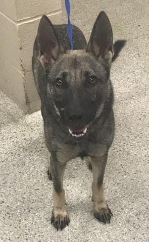 Sky - Belgian Shepherd Malinois