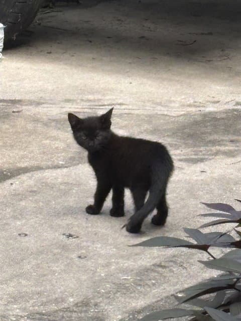 Unknown - Domestic Short Hair