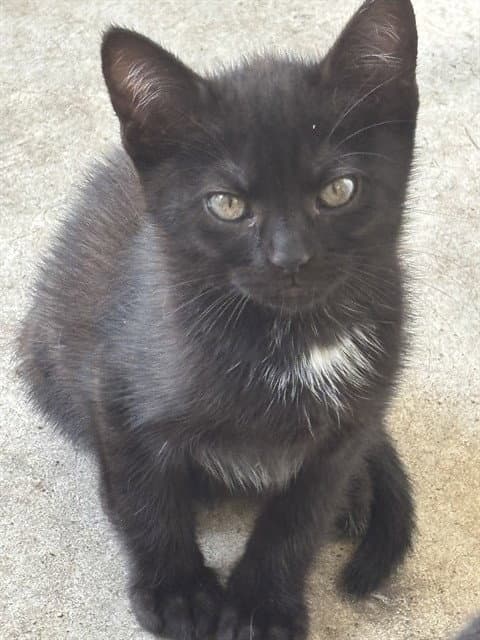 Unknown - Domestic Short Hair