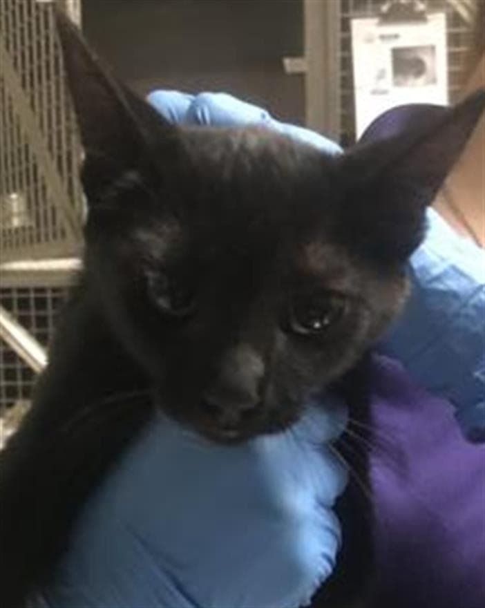 Unknown - Domestic Short Hair