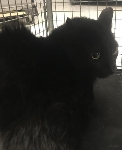 Nobu - Domestic Short Hair