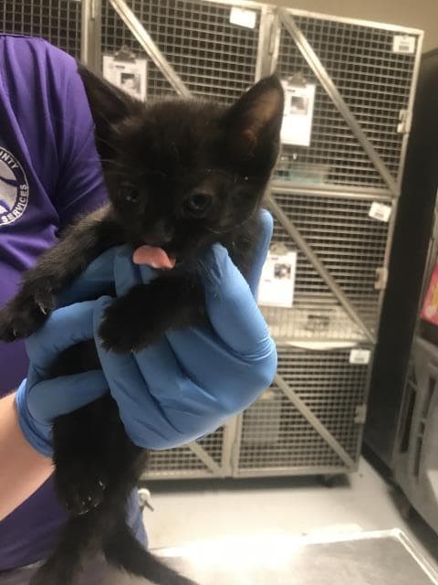 Unknown - Domestic Short Hair