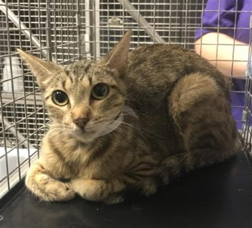 Unknown - Domestic Short Hair
